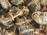 “螃蟹主播”是什么样的？蔬菜种植专业户又是怎么直播的？一起看过来